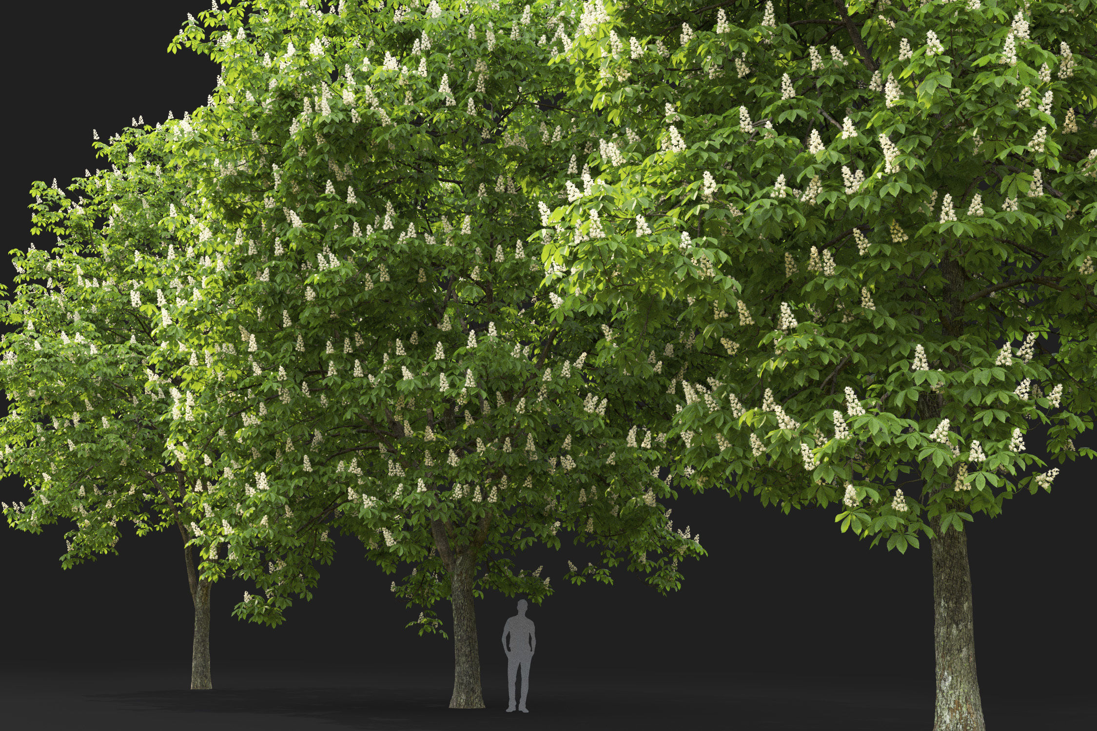 Chestnut-tree Pack 01 3D model_10