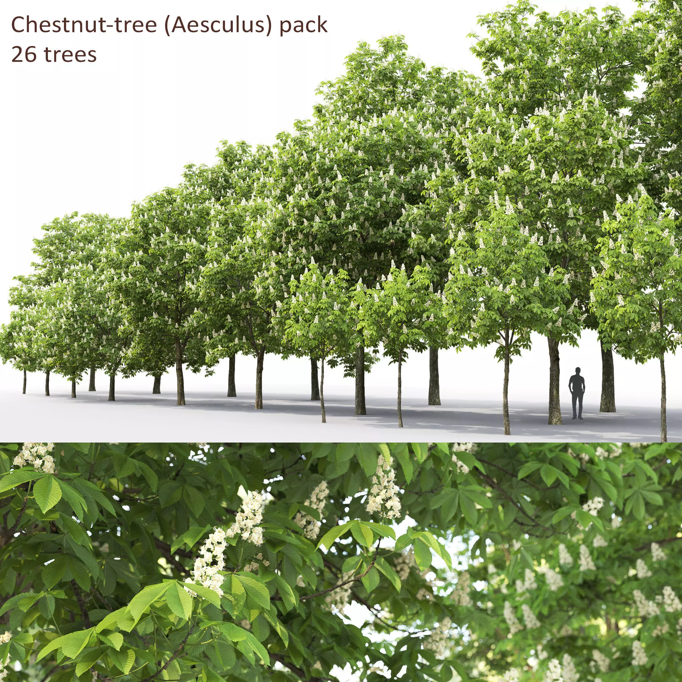 Chestnut-tree Pack 01 3D model_0