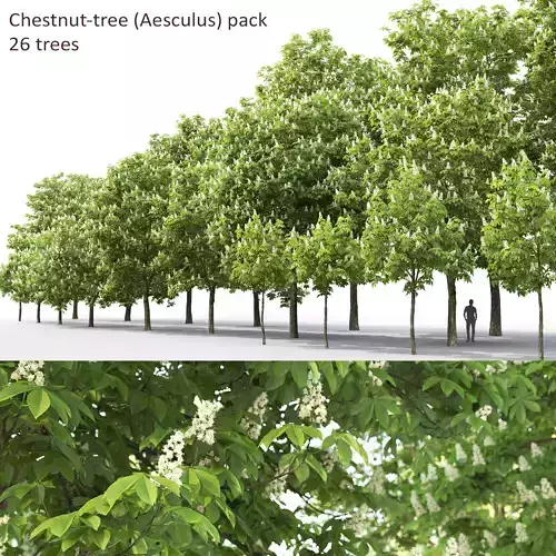 Chestnut-tree Pack 01 3D model