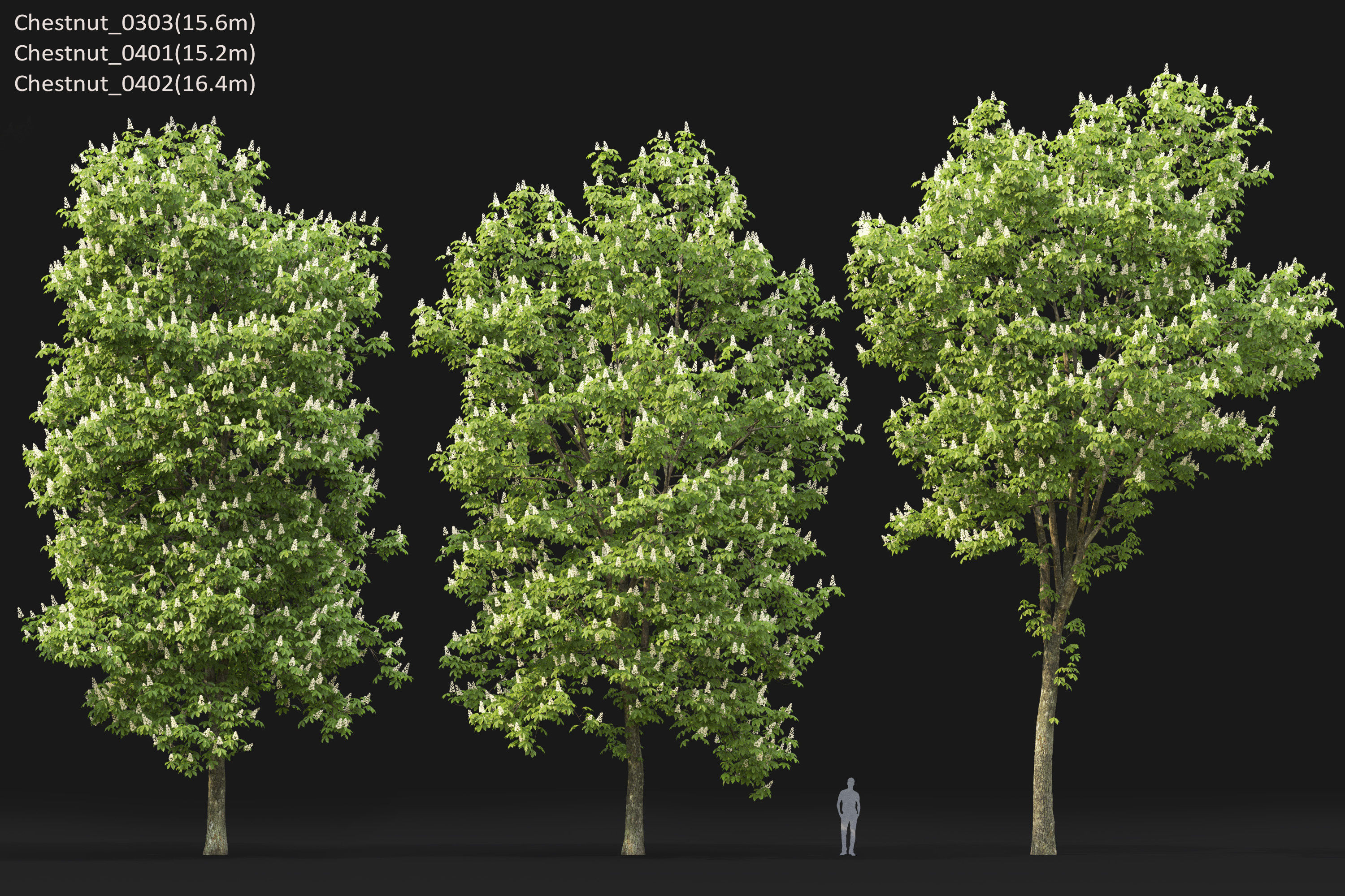 Chestnut-tree Pack 01 3D model_20