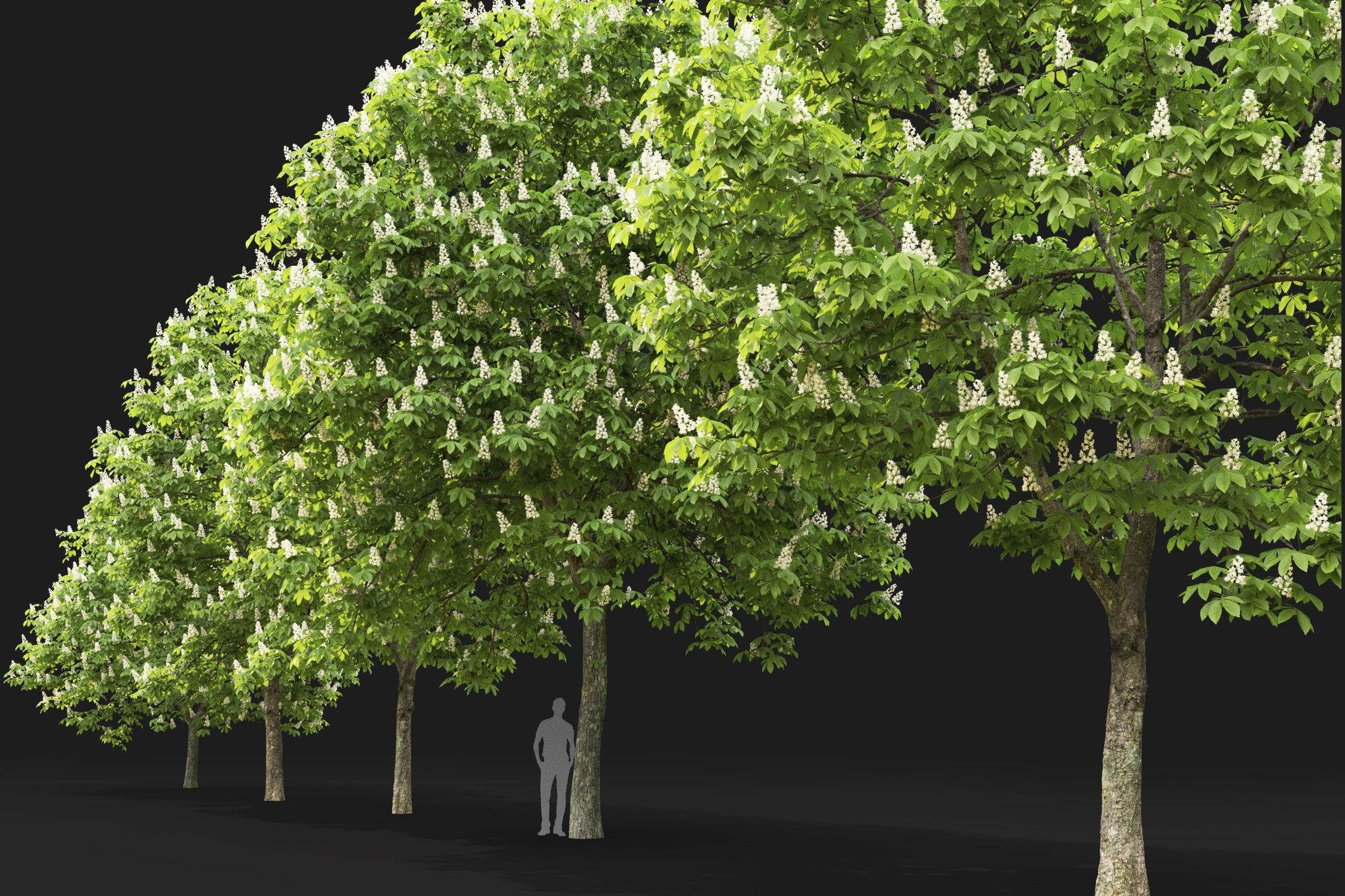 Chestnut-tree Pack 01 3D model_8