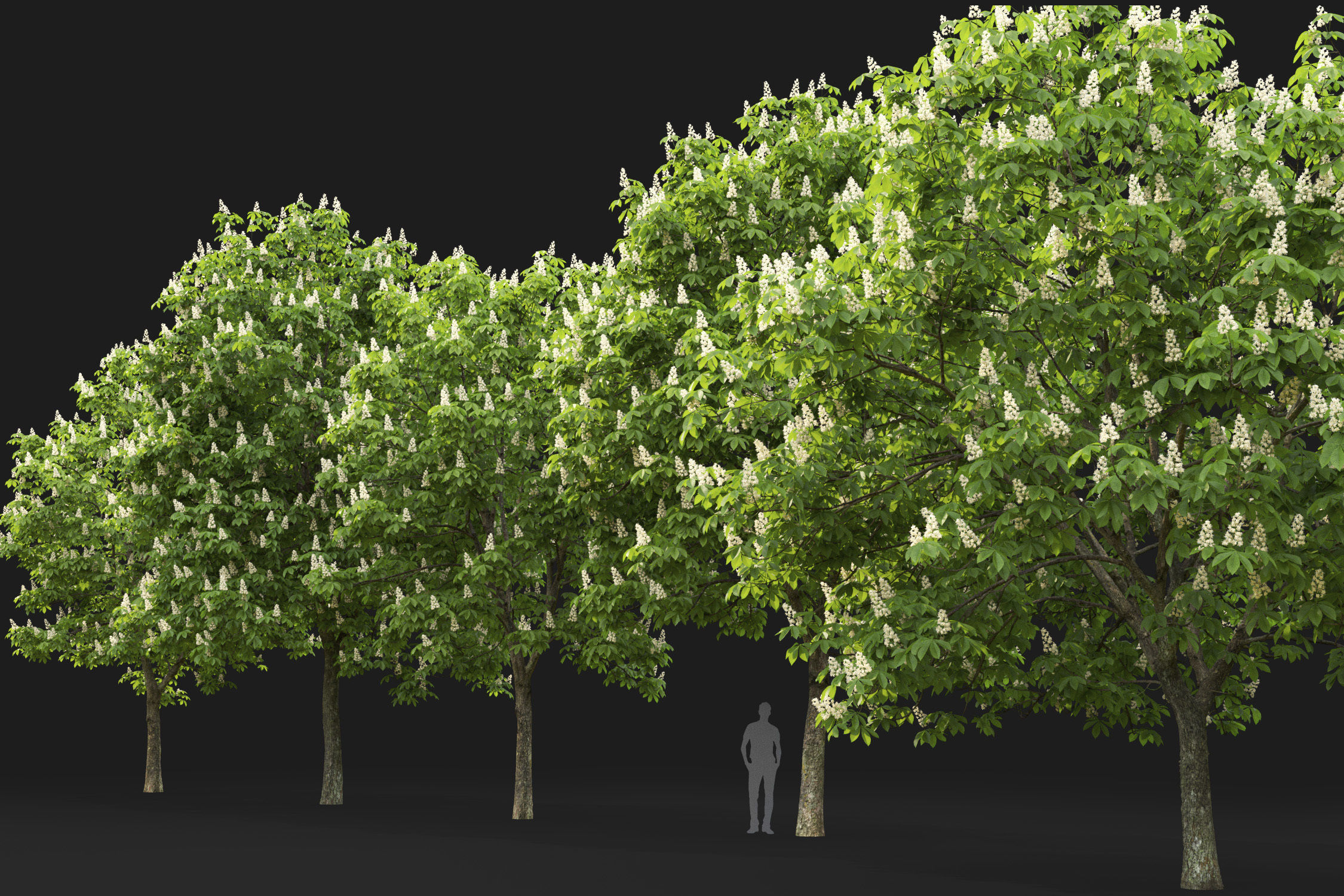 Chestnut-tree Pack 01 3D model_9