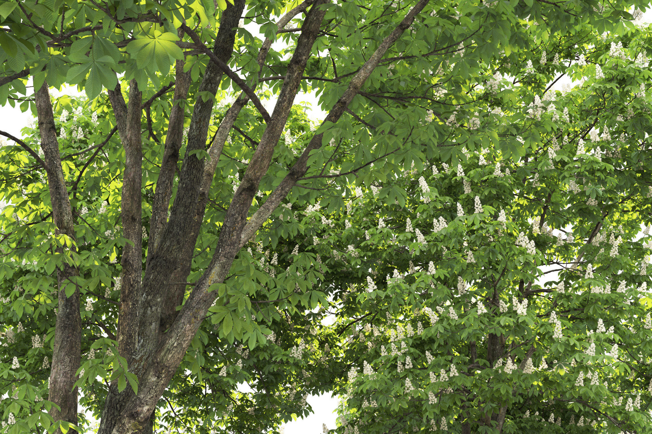 Chestnut-tree Pack 01 3D model_2