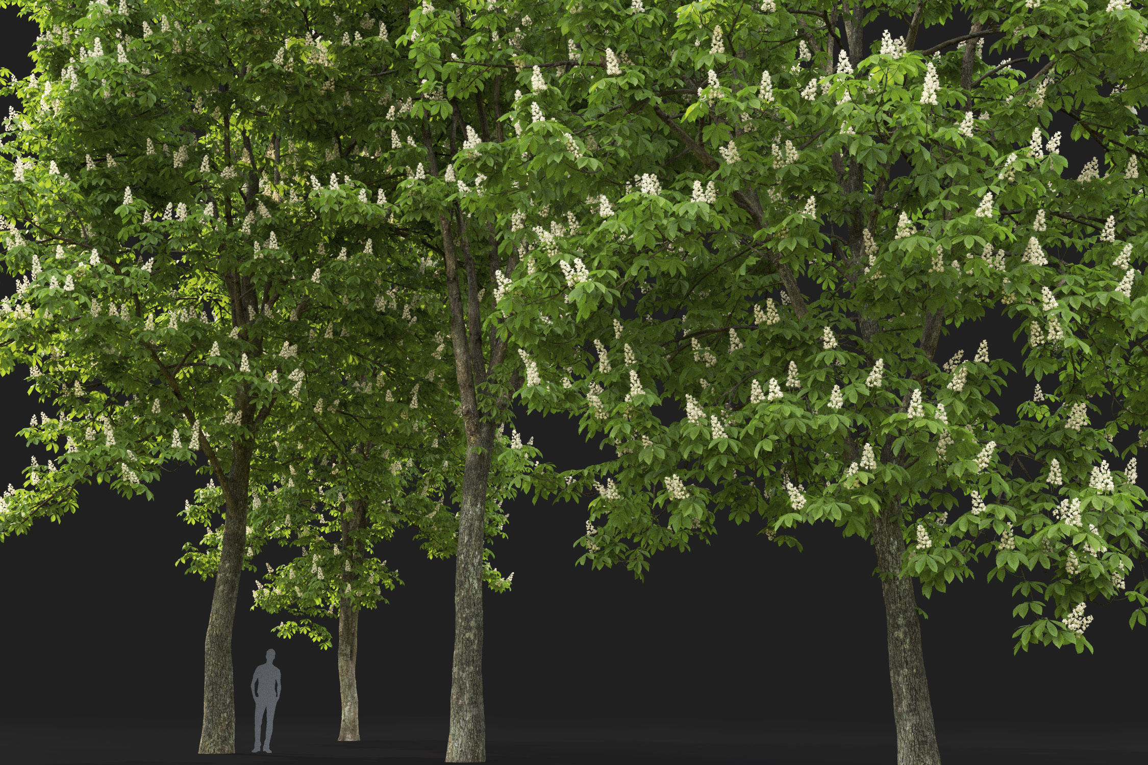 Chestnut-tree Pack 01 3D model_13