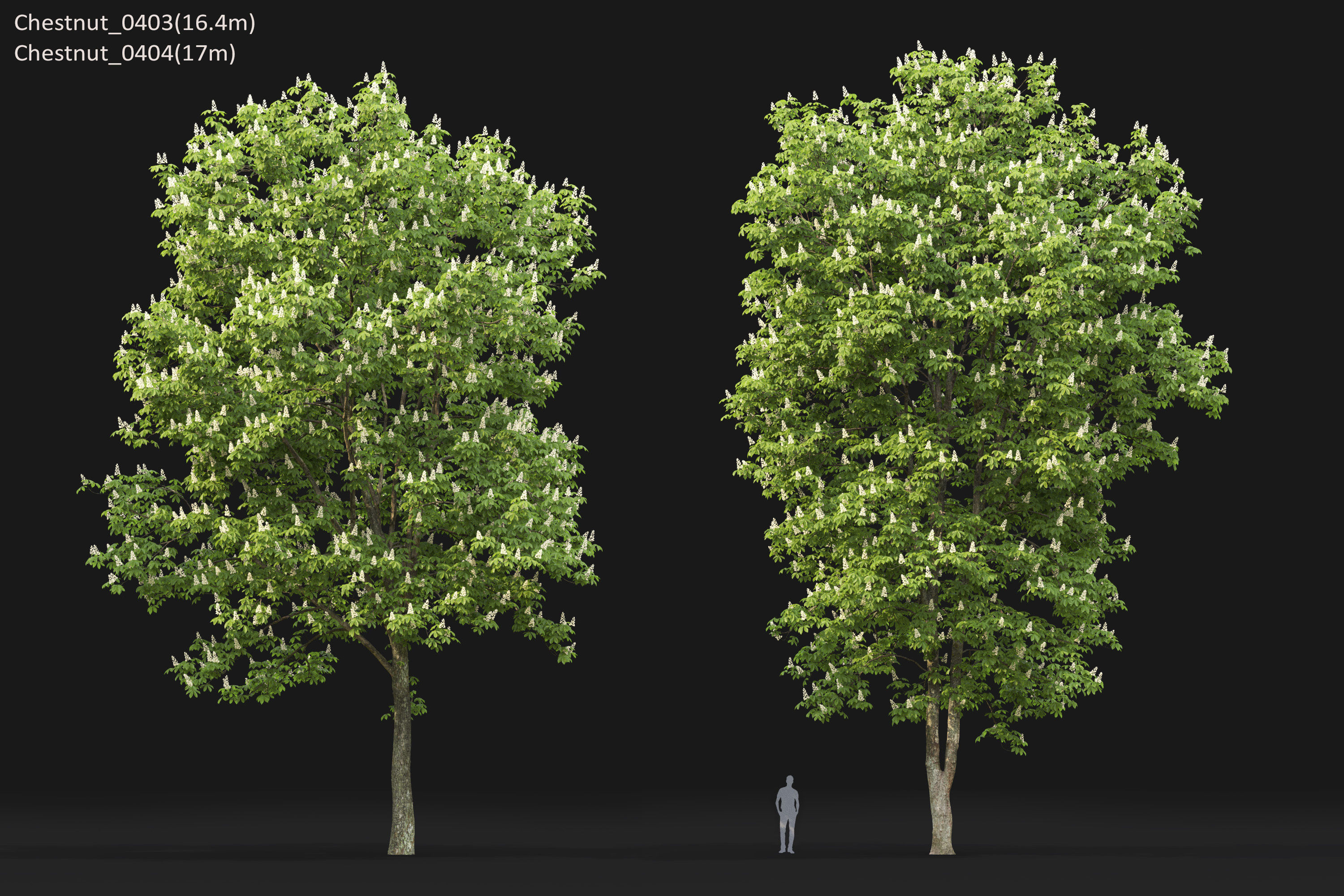 Chestnut-tree Pack 01 3D model_21