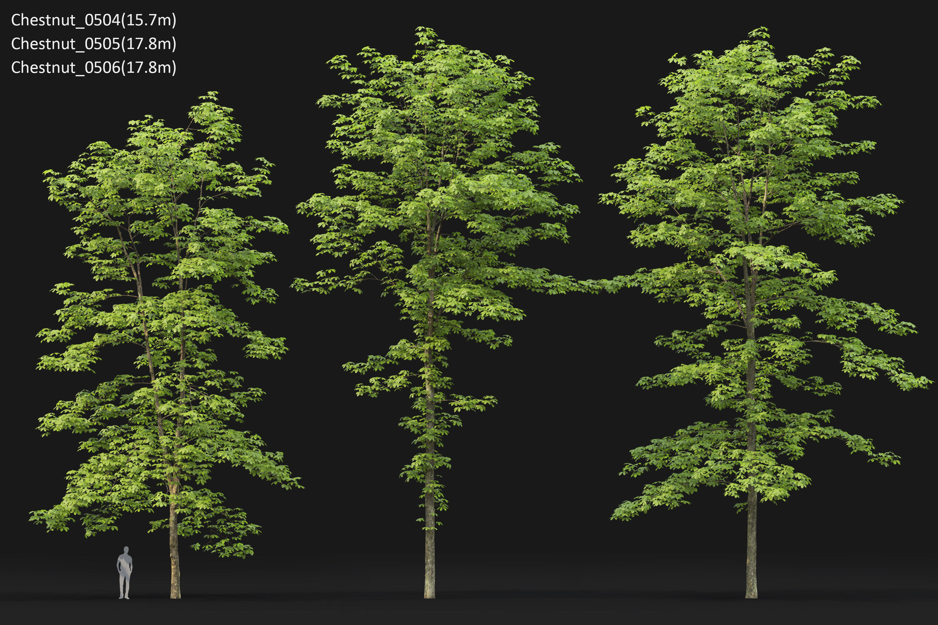 Chestnut-tree Pack 01 3D model_23
