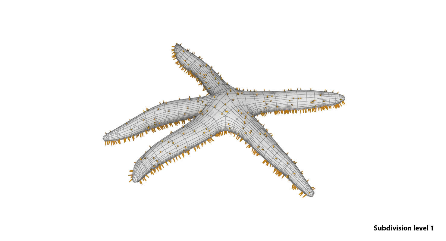 3D Starfish model 3D model_7