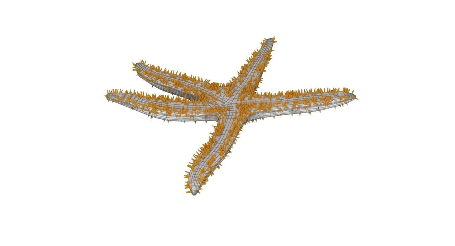 3D Starfish model 3D model_9
