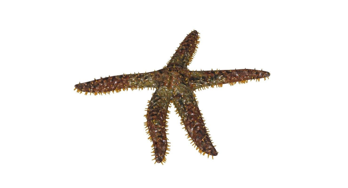 3D Starfish model 3D model_1
