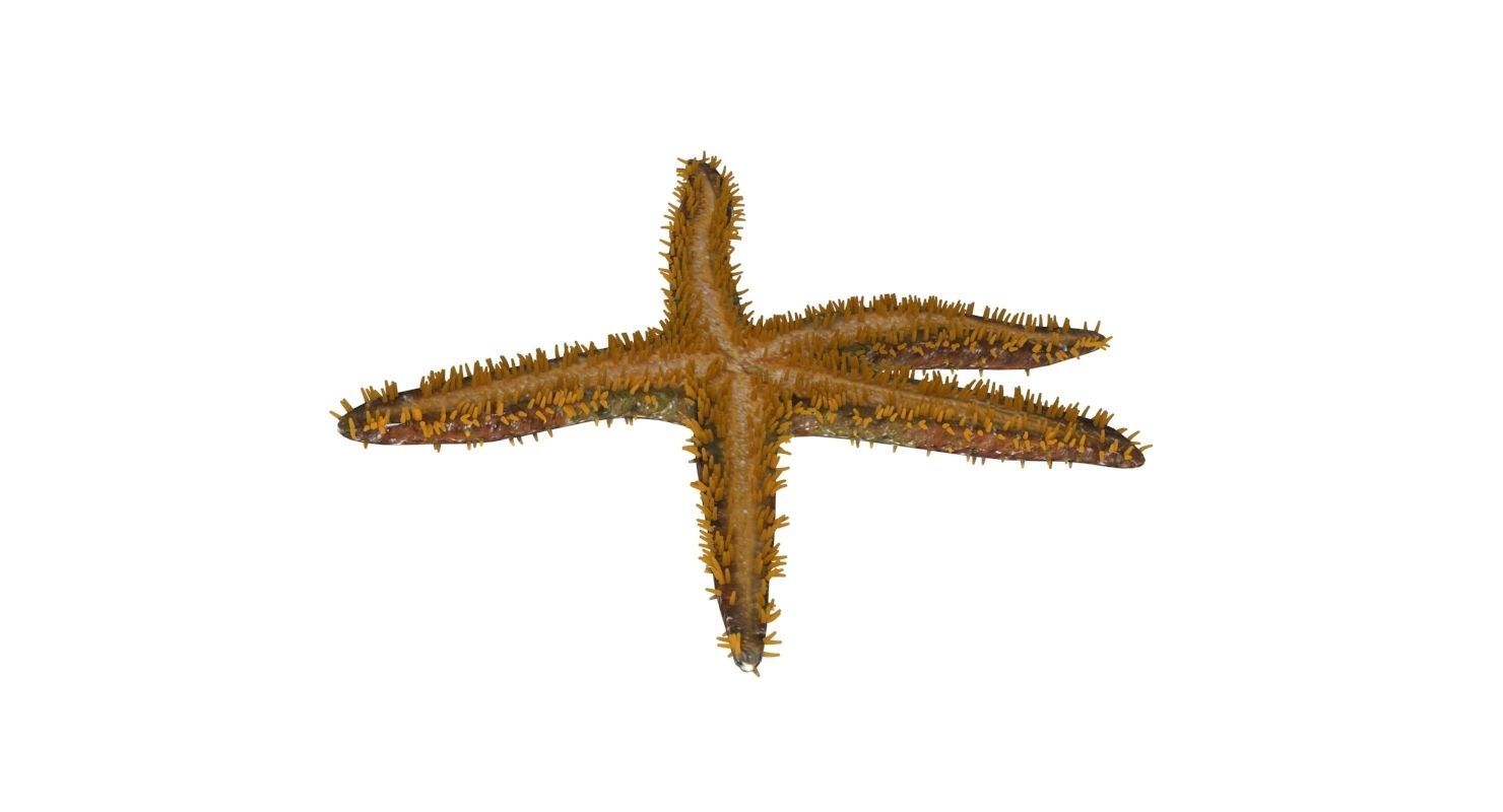 3D Starfish model 3D model_6
