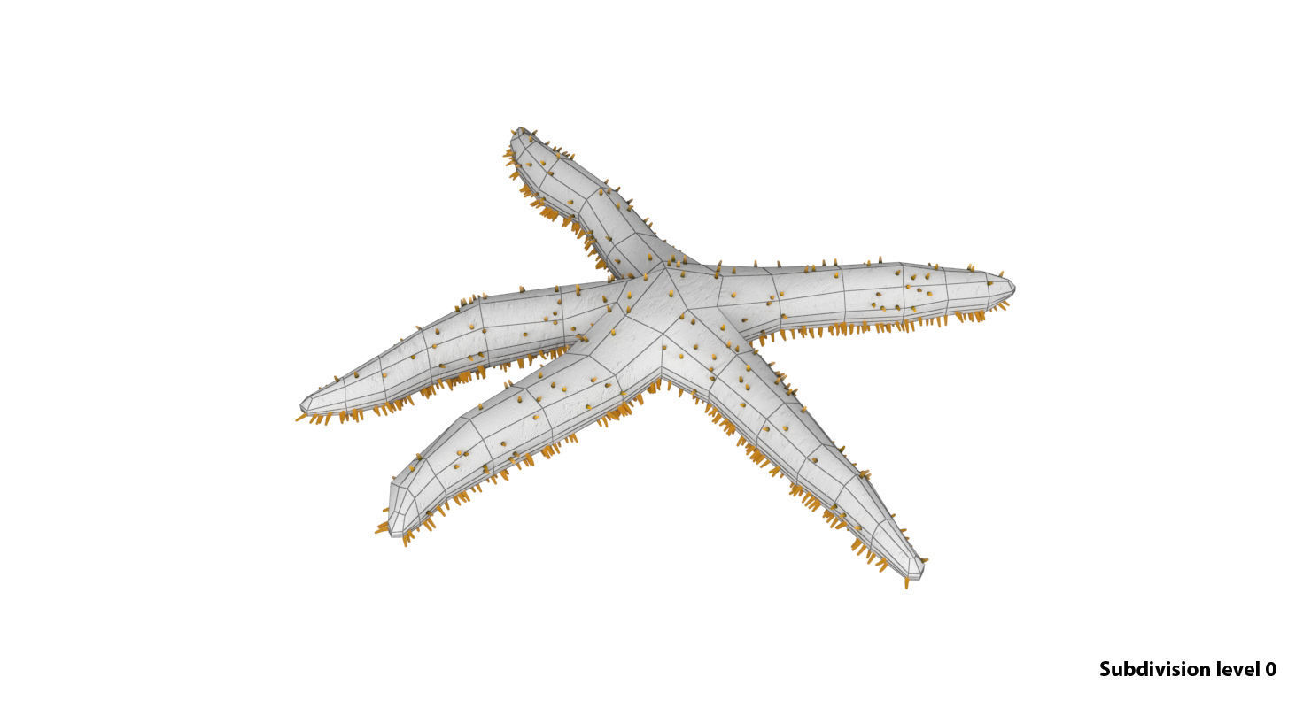 3D Starfish model 3D model_8