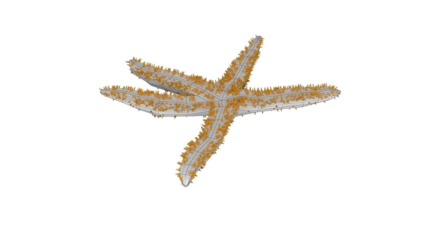 3D Starfish model 3D model_10