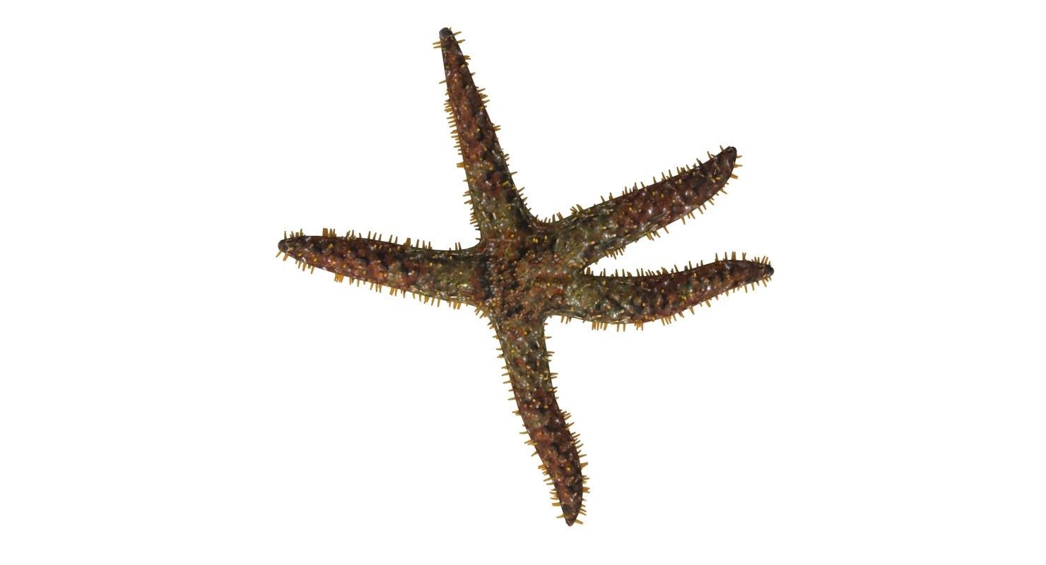 3D Starfish model 3D model_3