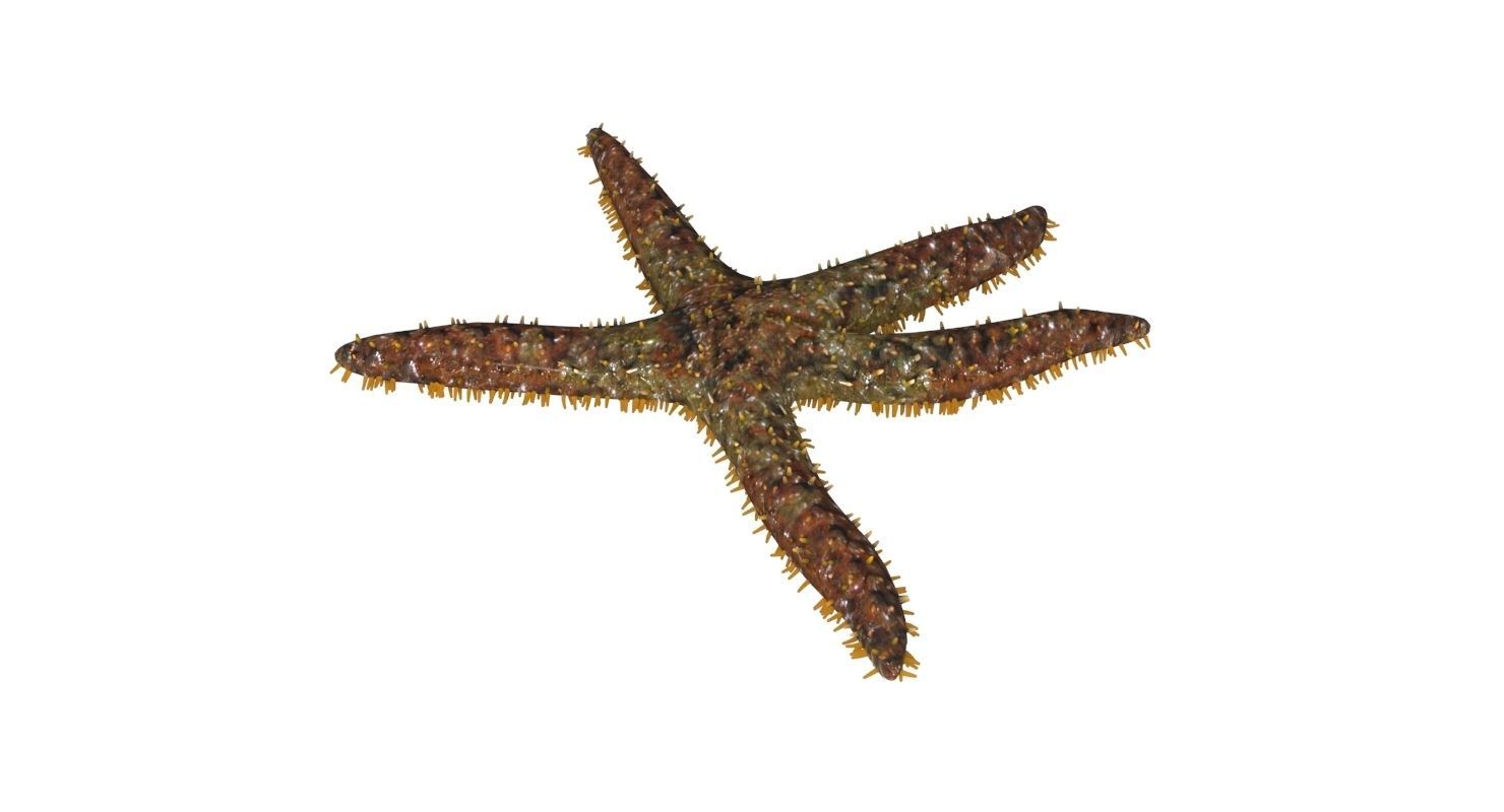 3D Starfish model 3D model_2