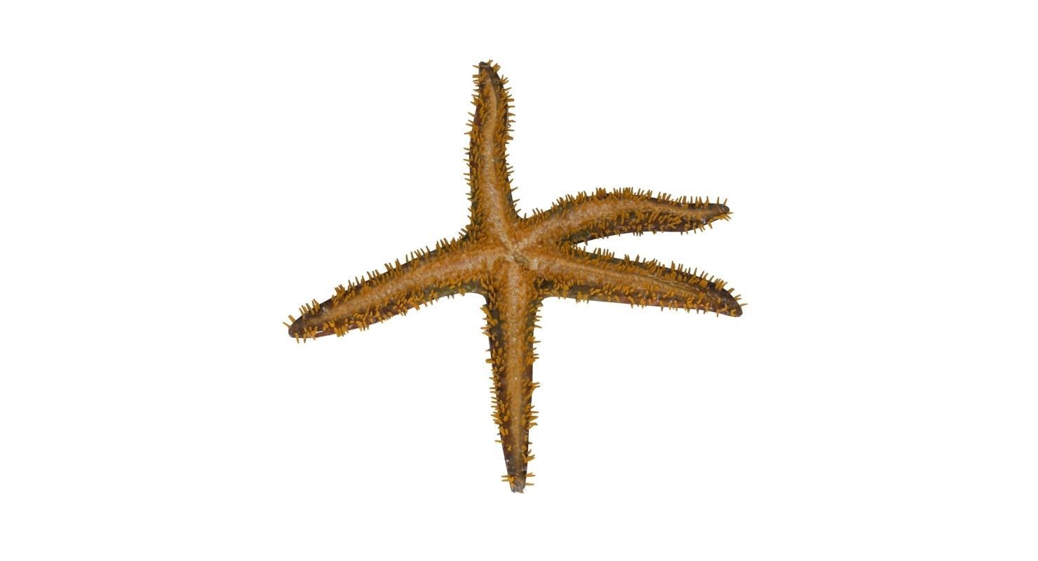 3D Starfish model 3D model_5