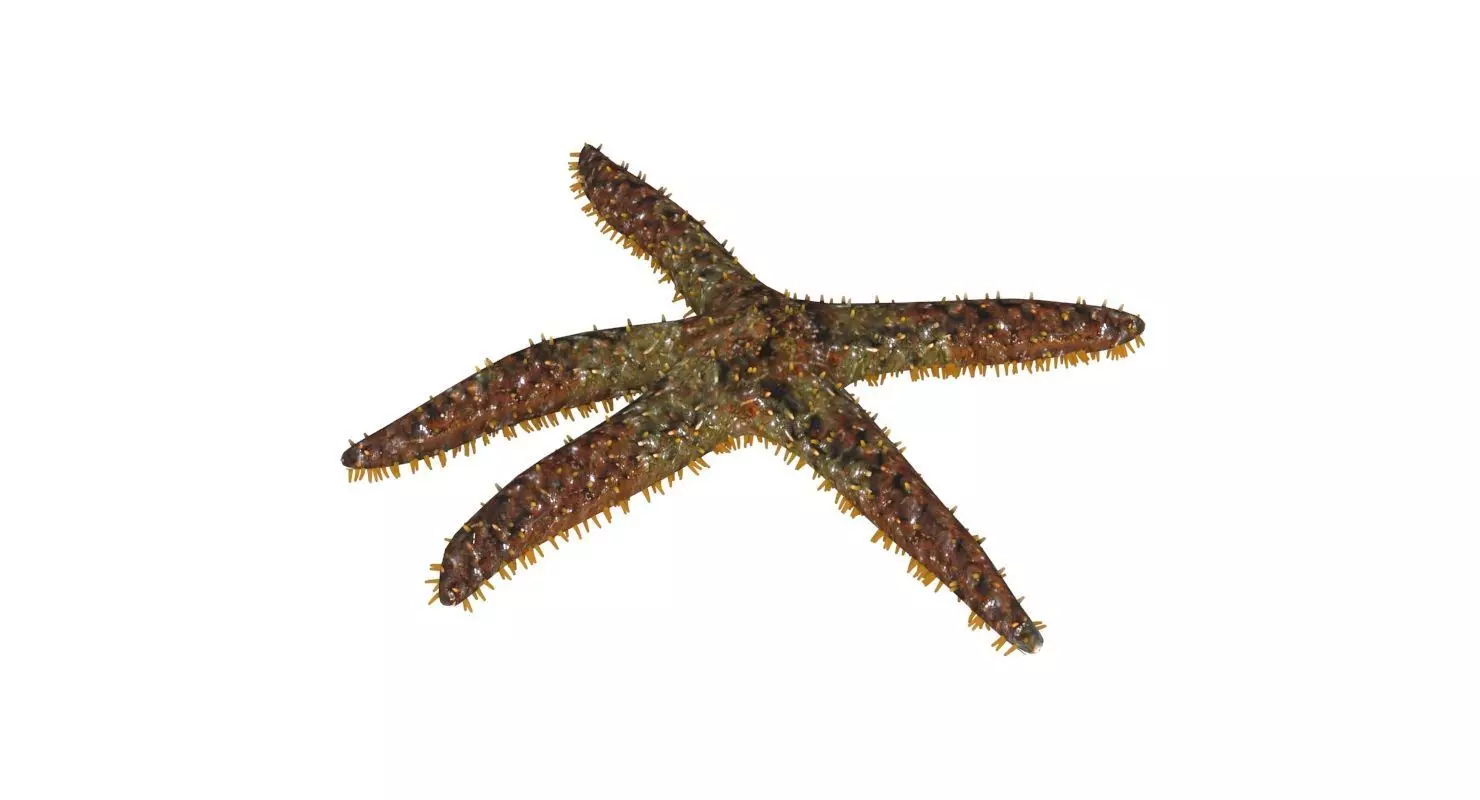3D Starfish model 3D model_0