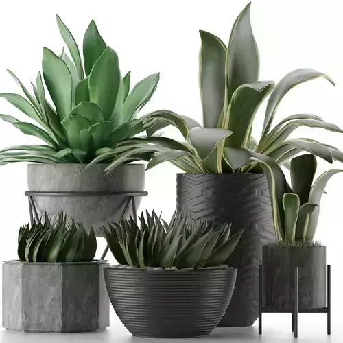 Plants Collection 15 3D model