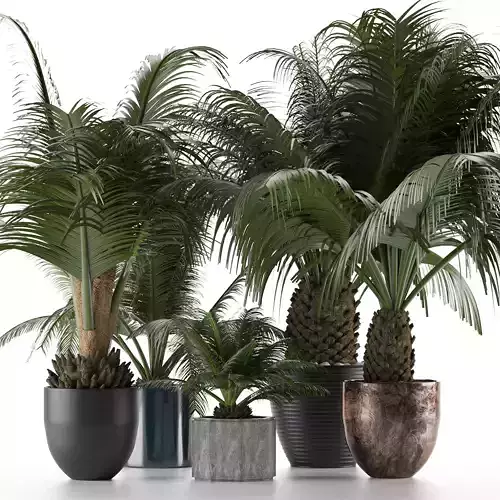 Plants Collection 16