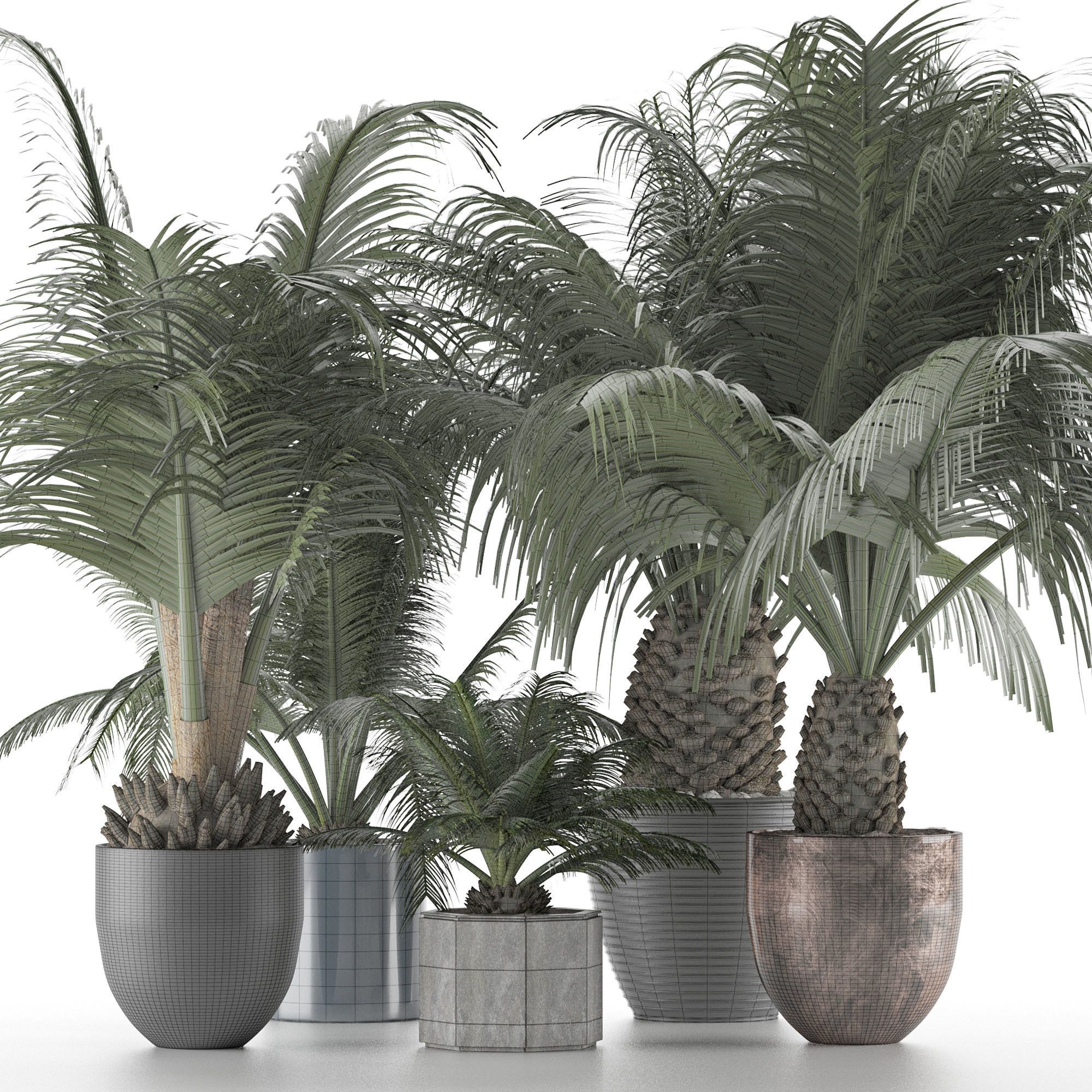 Plants Collection 16 3D model_6
