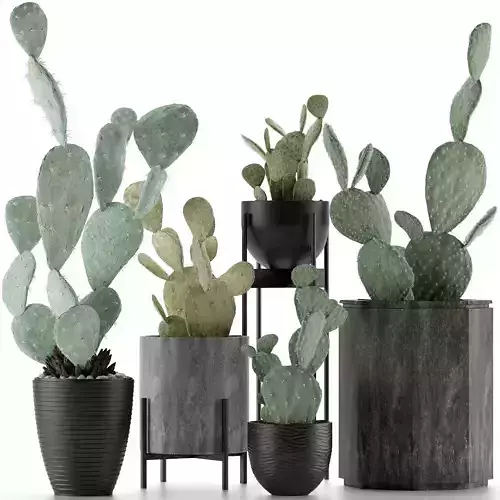 Plants Collection 17 3D model
