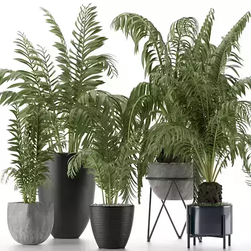 Plants Collection 18