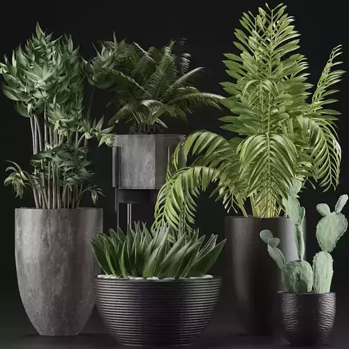 Plants Collection 19