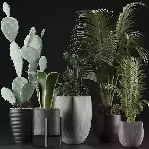 Plants Collection 21