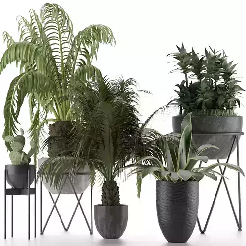 Plants Collection 22