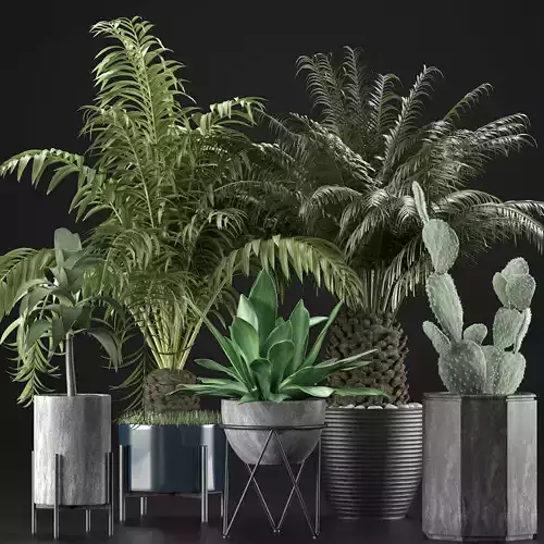 Plants Collection 23