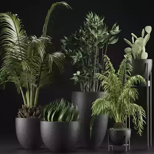 Plants Collection 24 3D model