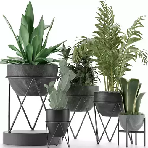 Plants Collection 27