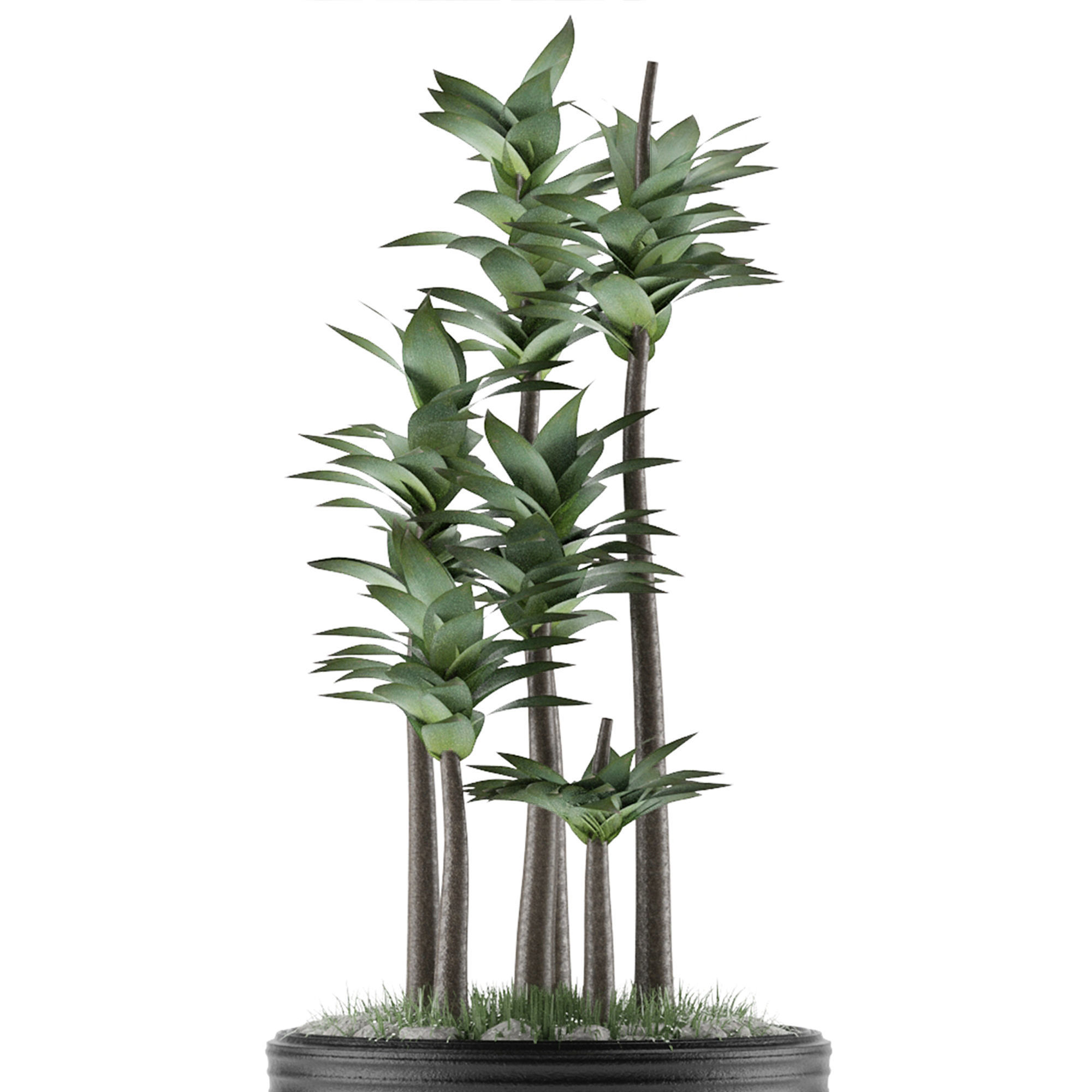 House Plant 19 3D model_3