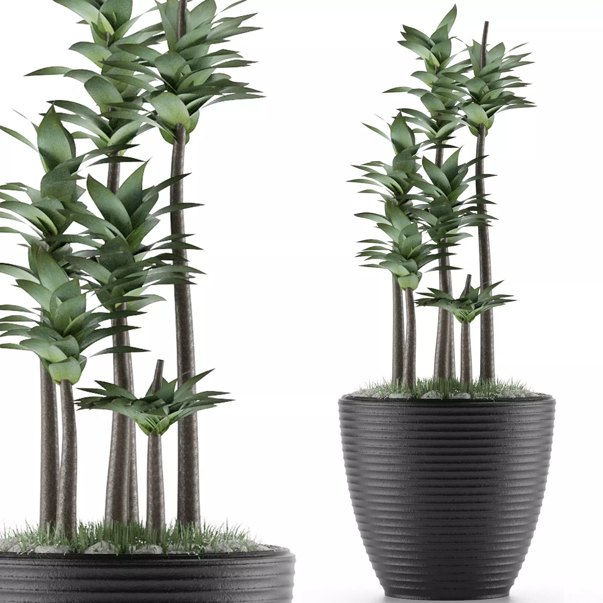 House Plant 19 3D model_0