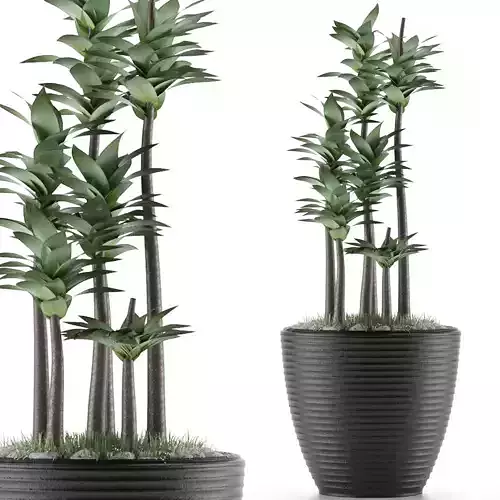 House Plant 19 3D model