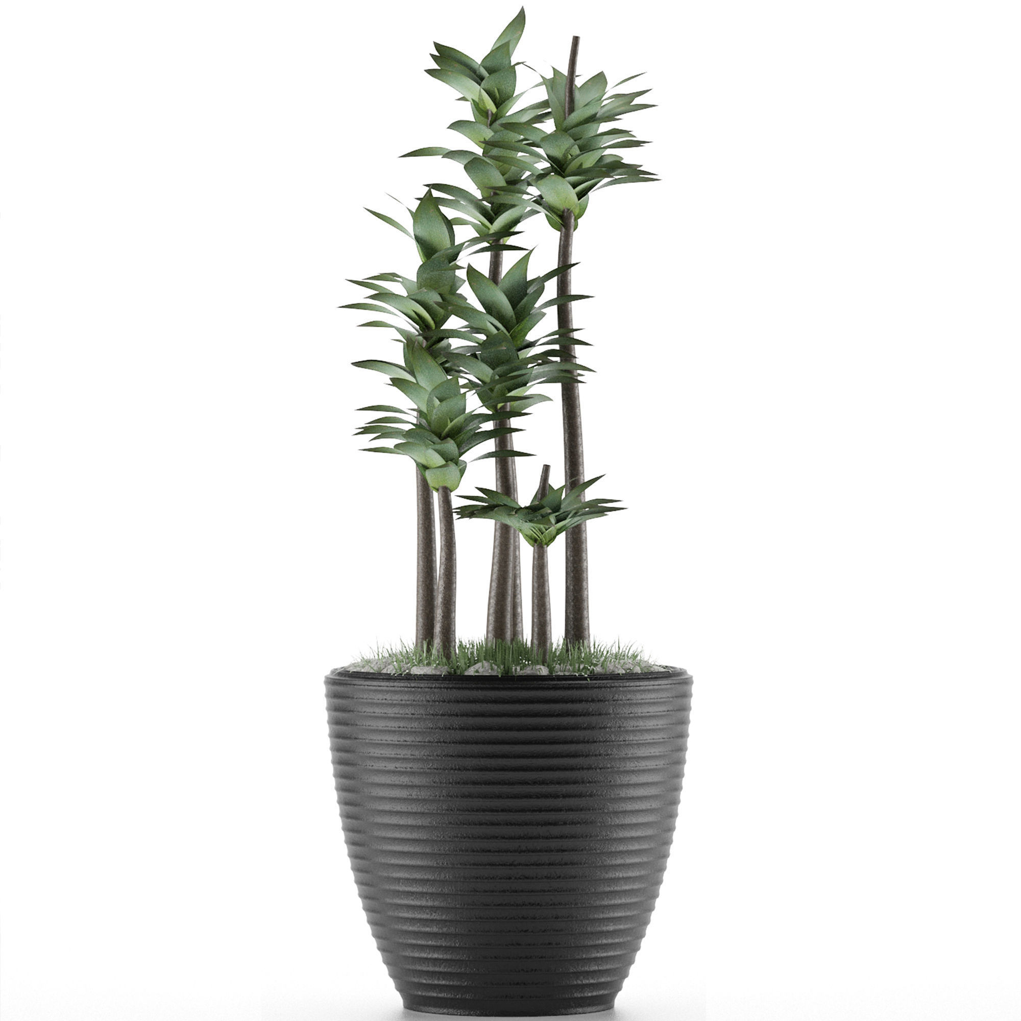 House Plant 19 3D model_1