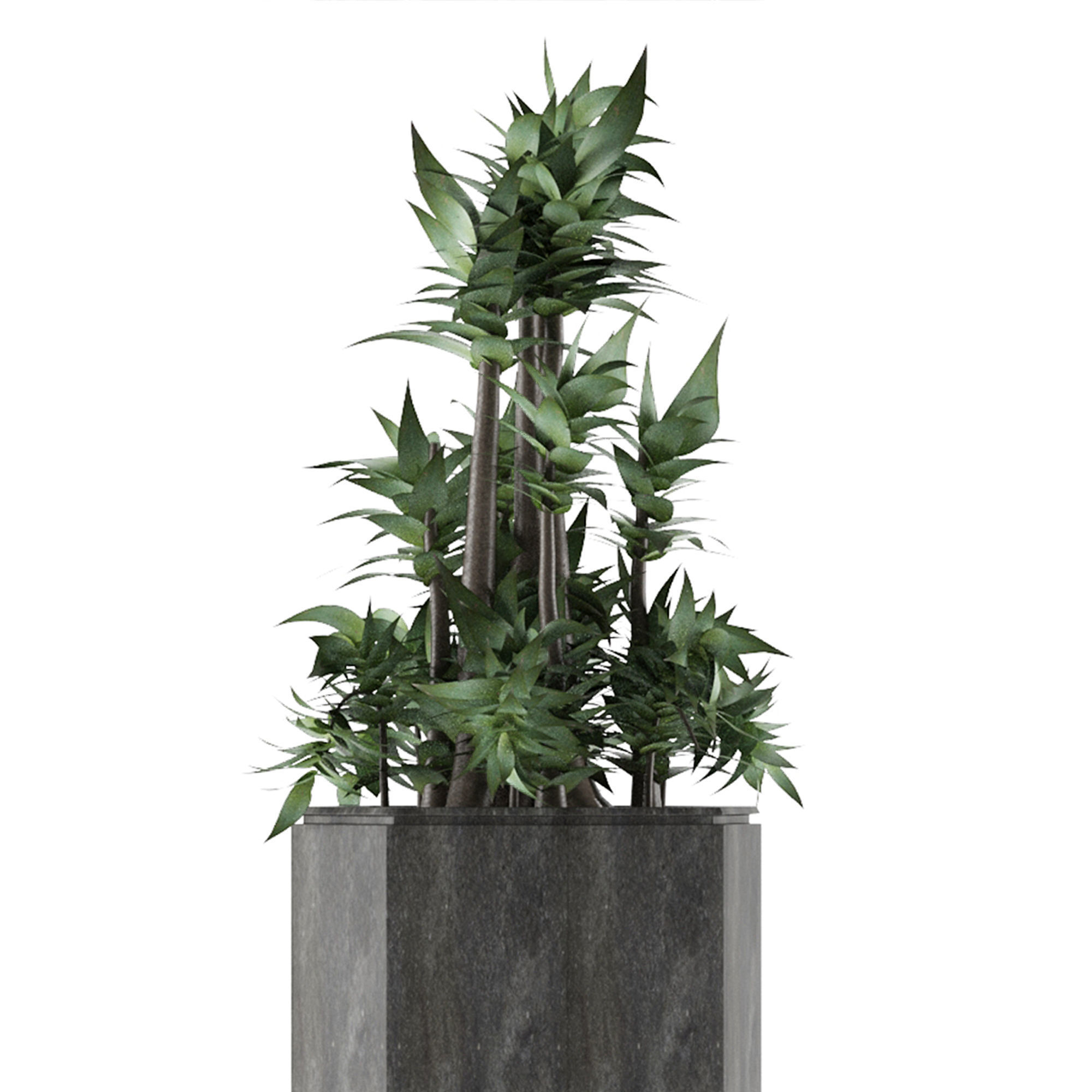 House Plant 20 3D model_8