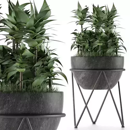 House Plant 21 3D model