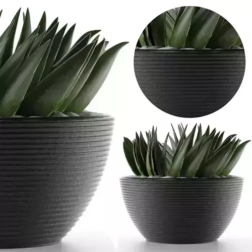 House Plant 23 3D model