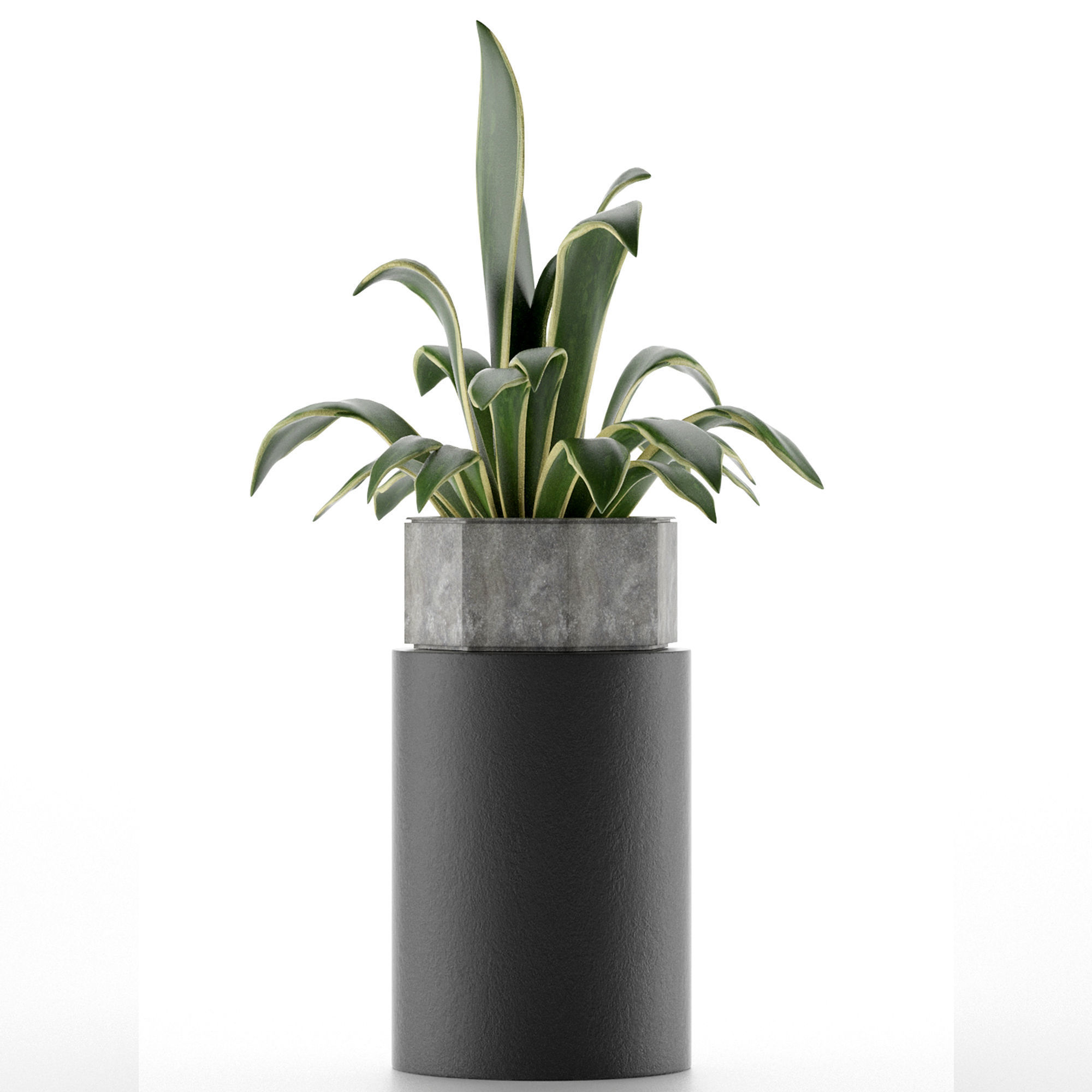 House Plant 26 3D model_1