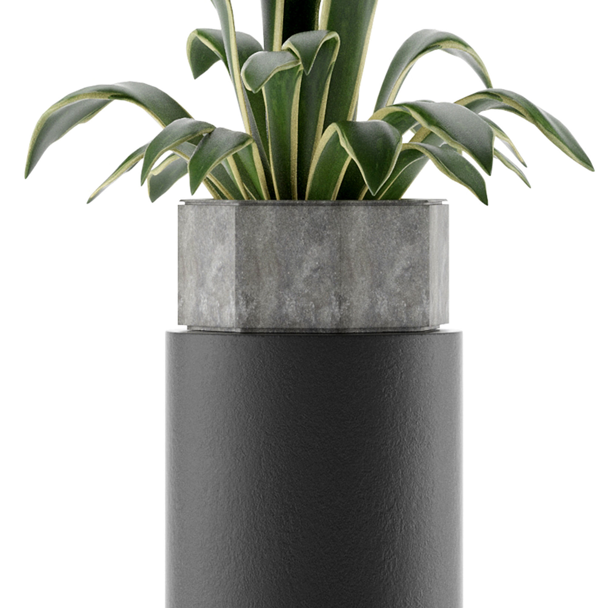 House Plant 26 3D model_2