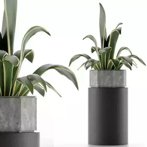 House Plant 26 3D model