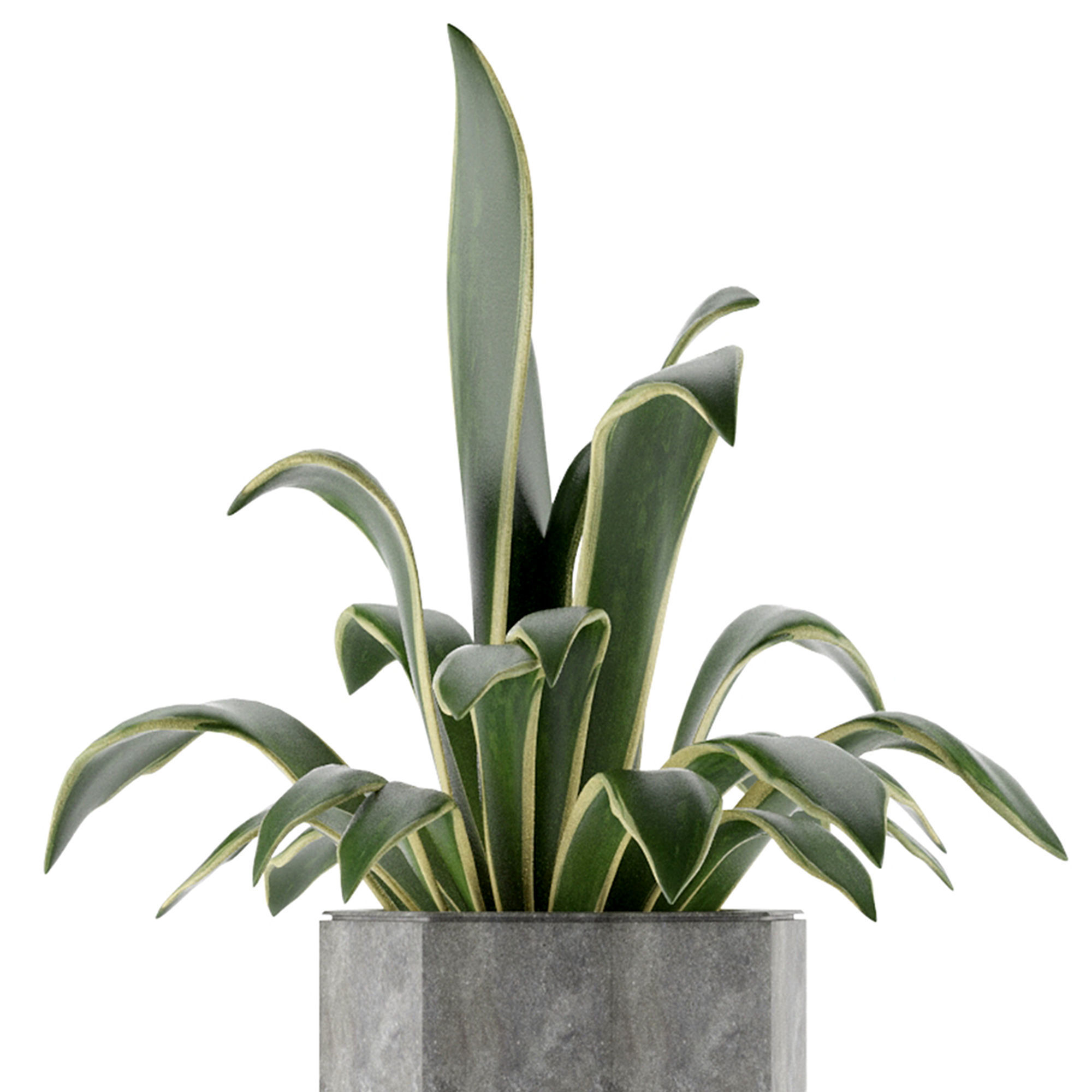 House Plant 26 3D model_3
