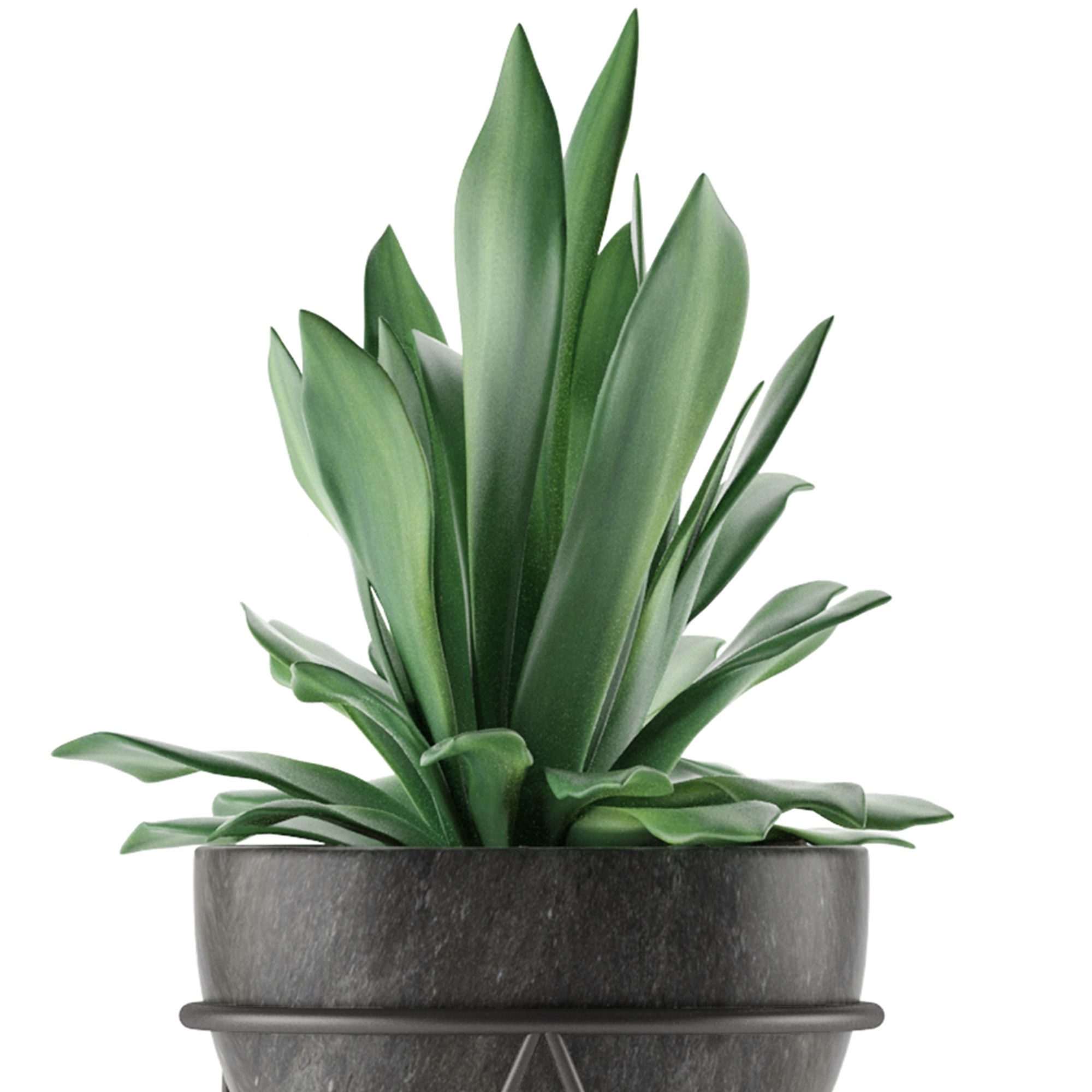 House Plant 27 3D model_3