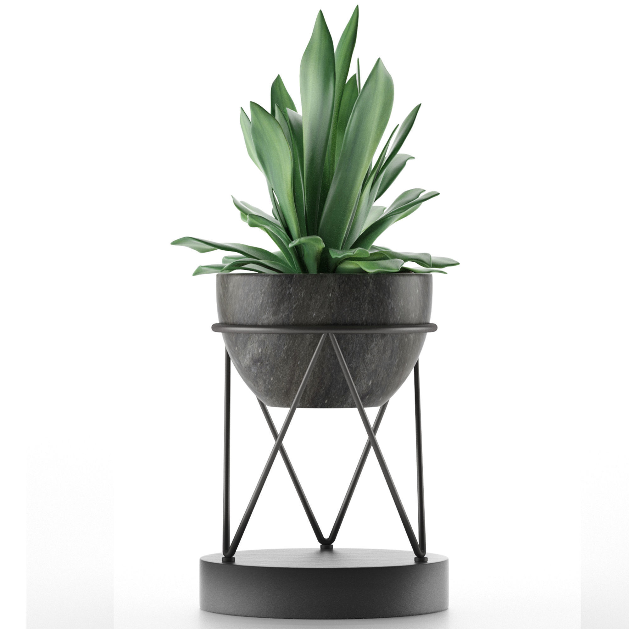 House Plant 27 3D model_1