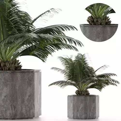 House Plant 28 3D model