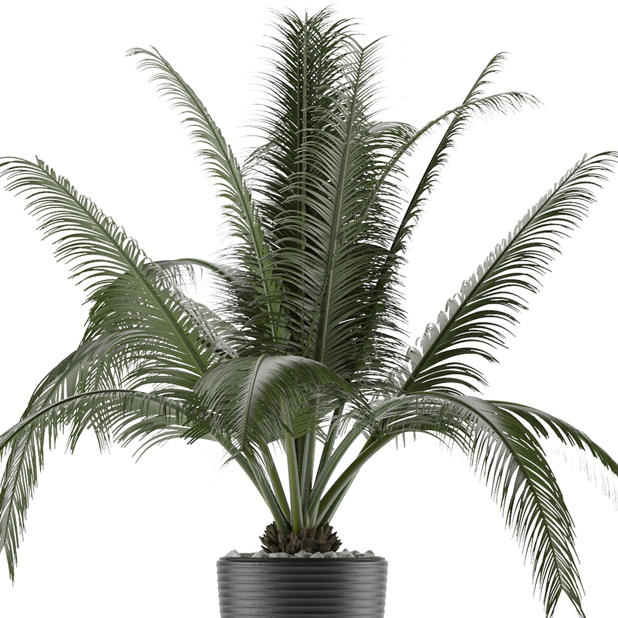 House Plant 29 3D model_3