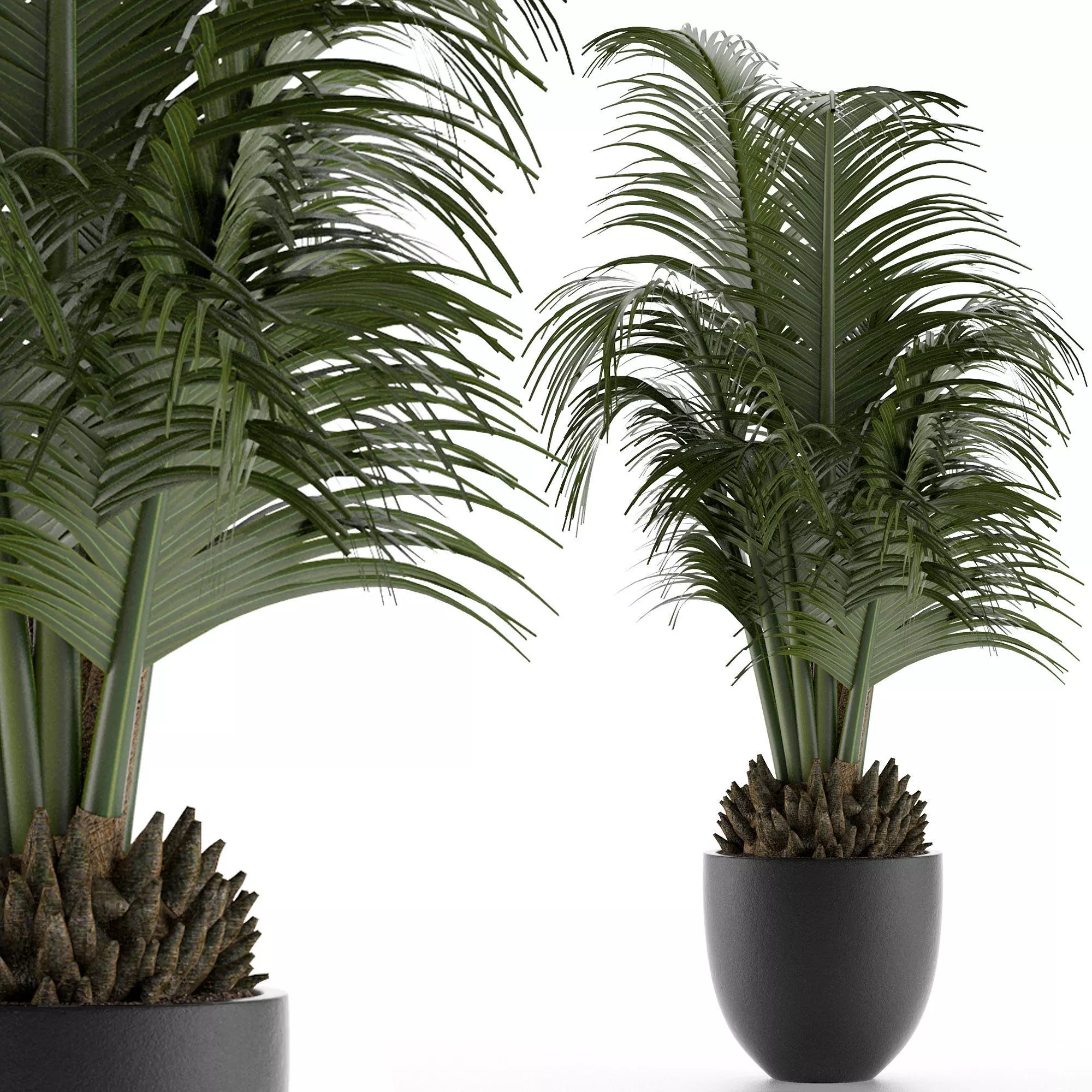 House Plant 30 3D model_0