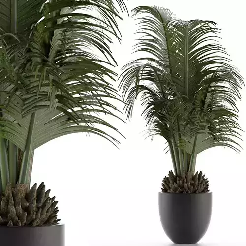 House Plant 30 3D model