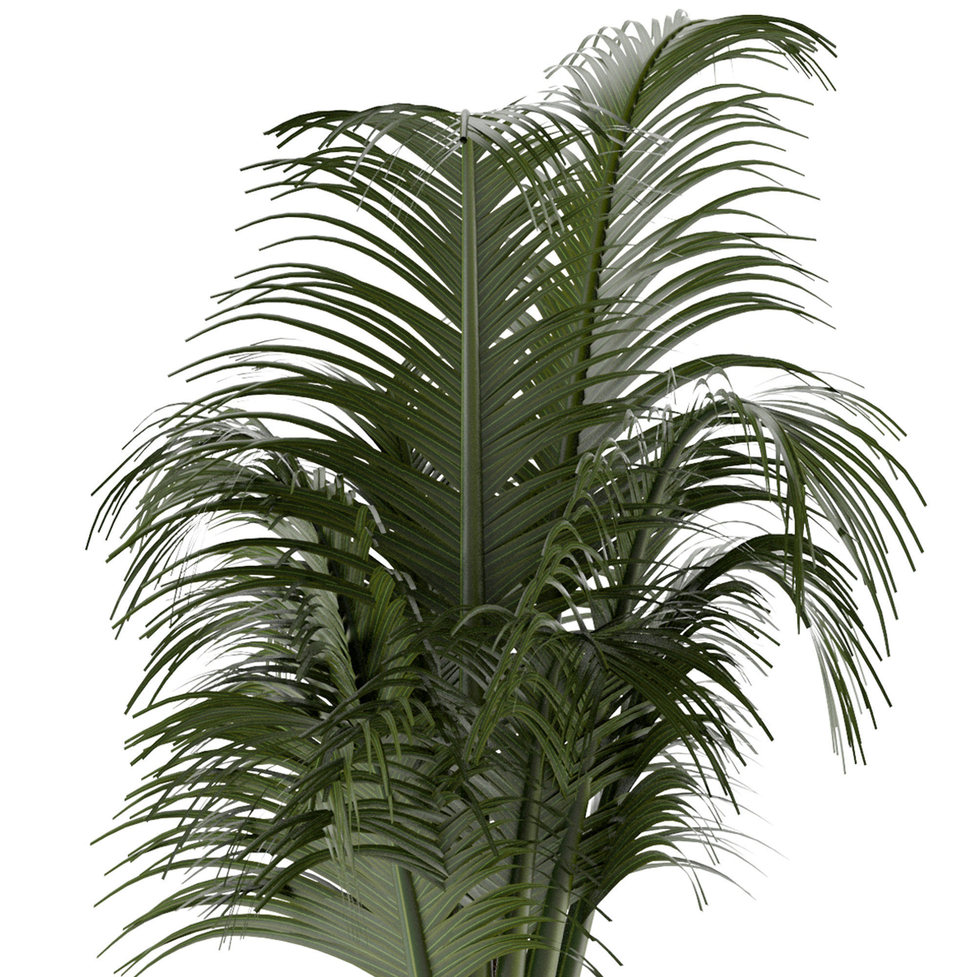 House Plant 30 3D model_3