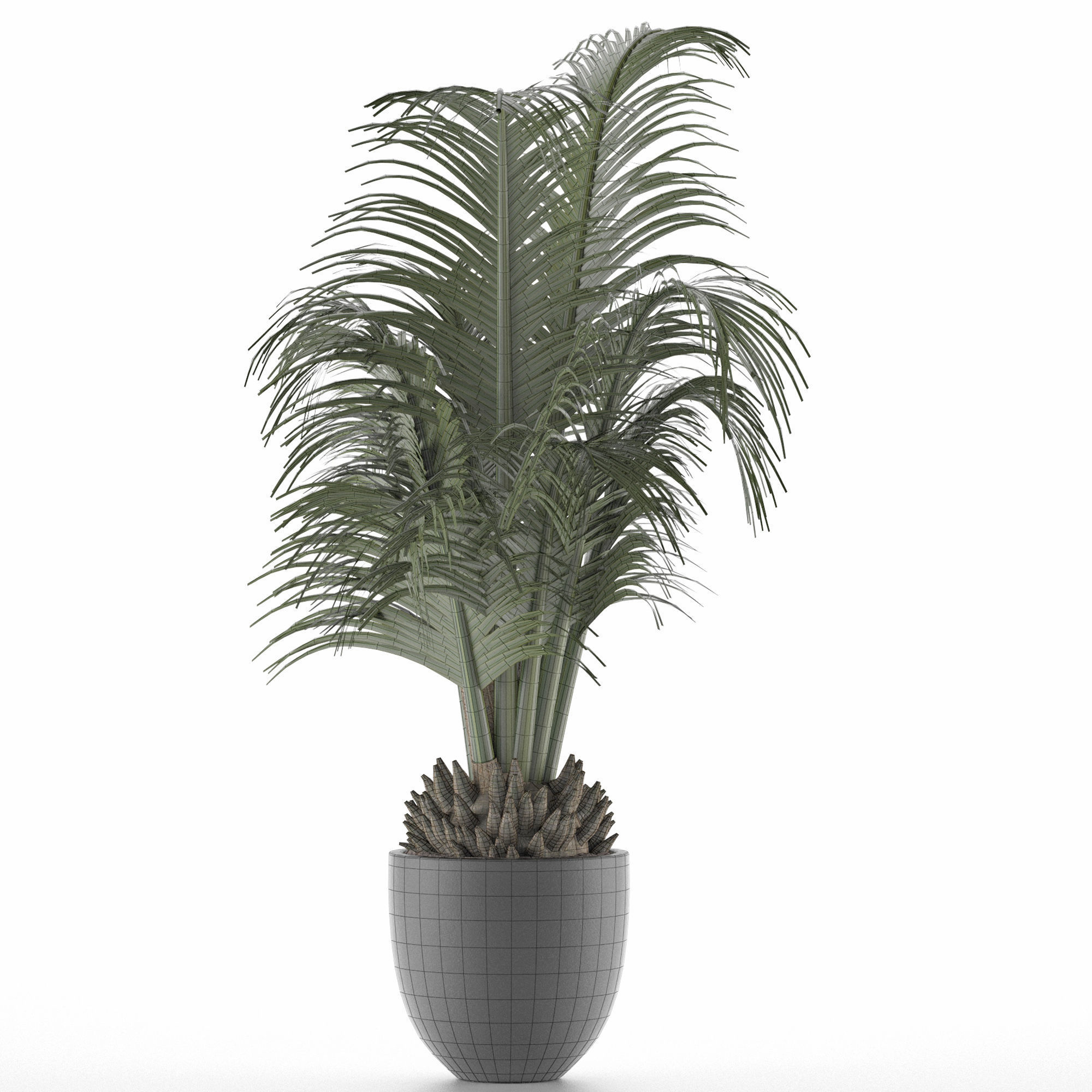 House Plant 30 3D model_5